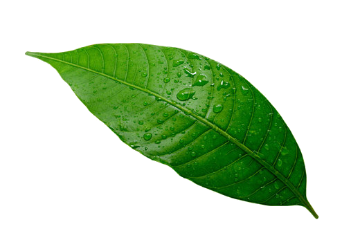Mango Leaf